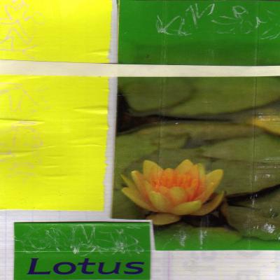 Lotus