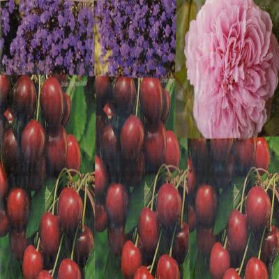 Cerises