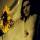 Tournesol et PJ Harvey