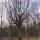 Vieil Arbre