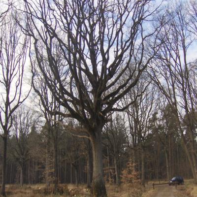Vieil Arbre