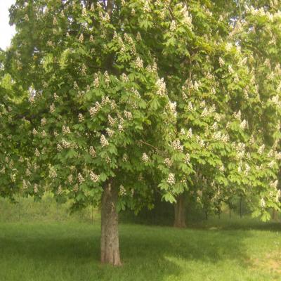 Arbres
